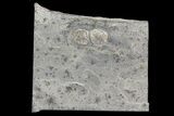 Pair Of Edrioasteroids (Hemicystites) - Kinkaid Limestone, Illinois #68879-1